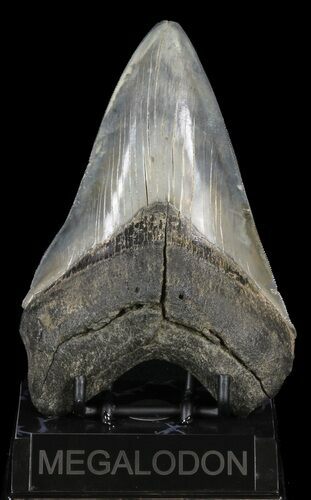 Serrated, Lower Megalodon Tooth - Georgia #60910